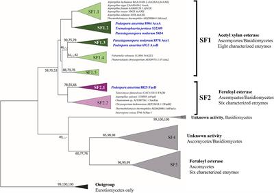 Functional Validation of Two Fungal Subfamilies in Carbohydrate Esterase Family 1 by Biochemical Characterization of Esterases From Uncharacterized Branches